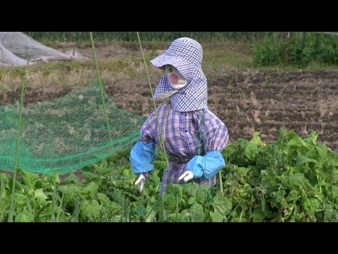 Farmer uses sex dolls for scarecrows Suffolk Gazette