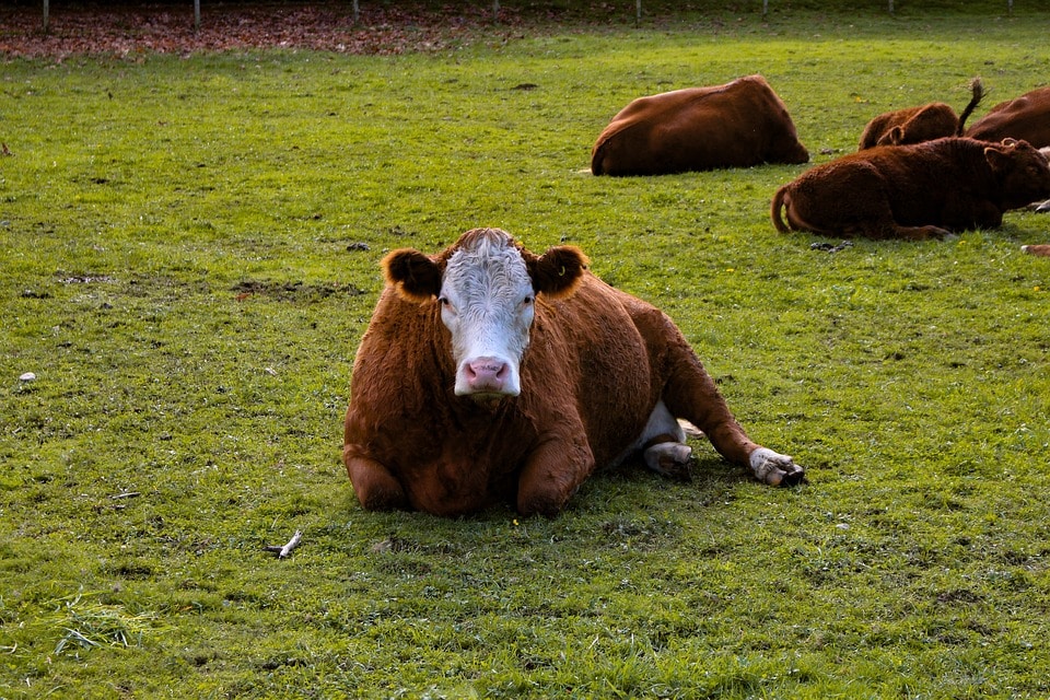 Cow Reveals It Does Not Lay Down Because It Is About To Rain