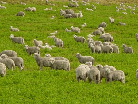 Sheep farts captured to halt global warming