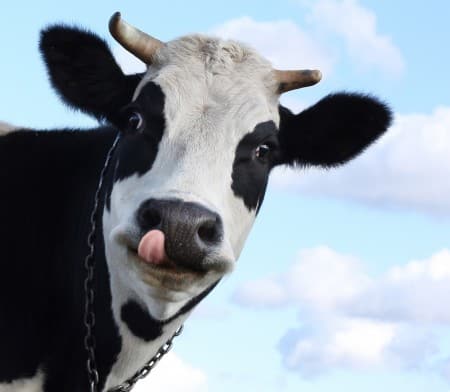 Suffolk in terror as Cowzilla escapes