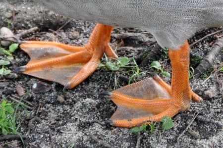 Ducks evolved from Norfolk, scientists prove