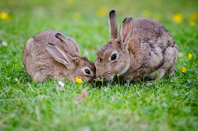 Easter Bunny microwave teacher suspended