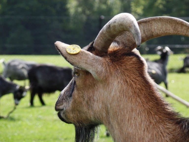 Randy old goat runs amok at farm park