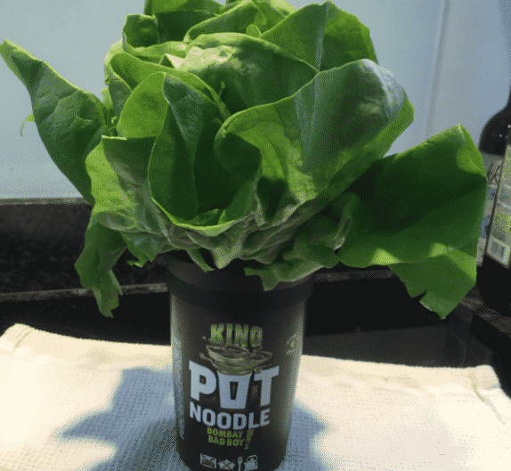 Use your Noodle when potting up