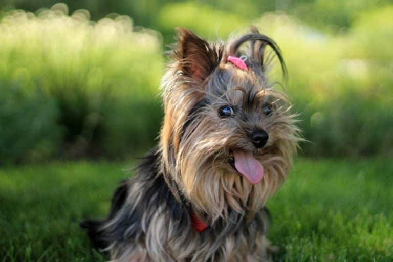 Yorkshire terrier acts like belligerent Yorkshireman