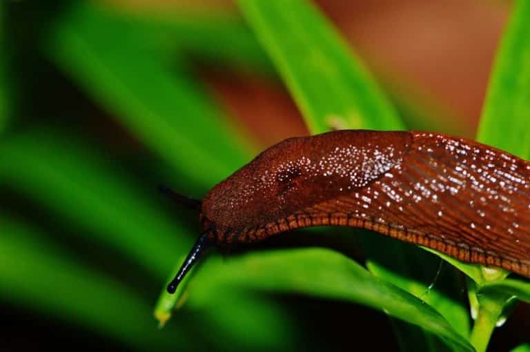 English slugs have destroyed my Brussels