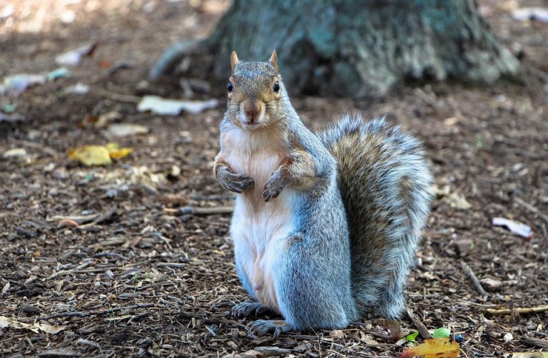 Bury St Edmunds hit by flying squirrel row