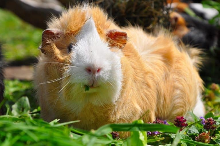 Captured wild haggis is Suffolk Show star attraction