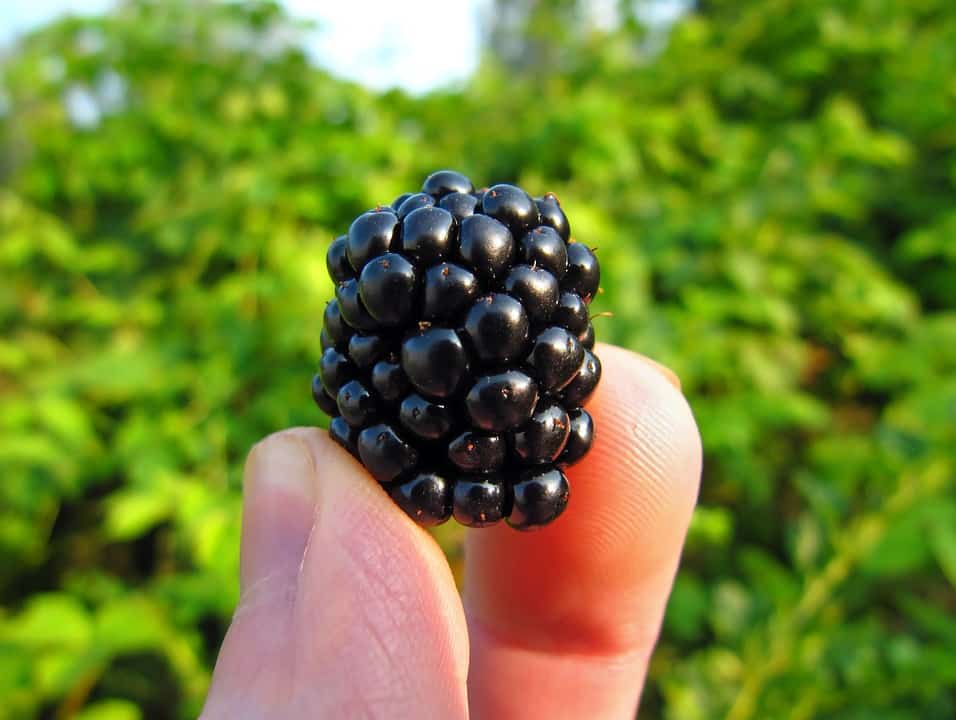 police-called-after-old-ladies-clash-while-picking-blackberries