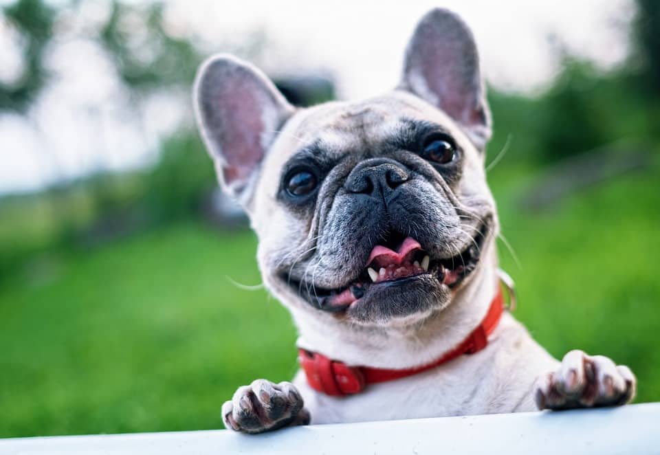 Daily Mail In Rage As French Bulldog Becomes Most Popular Dog