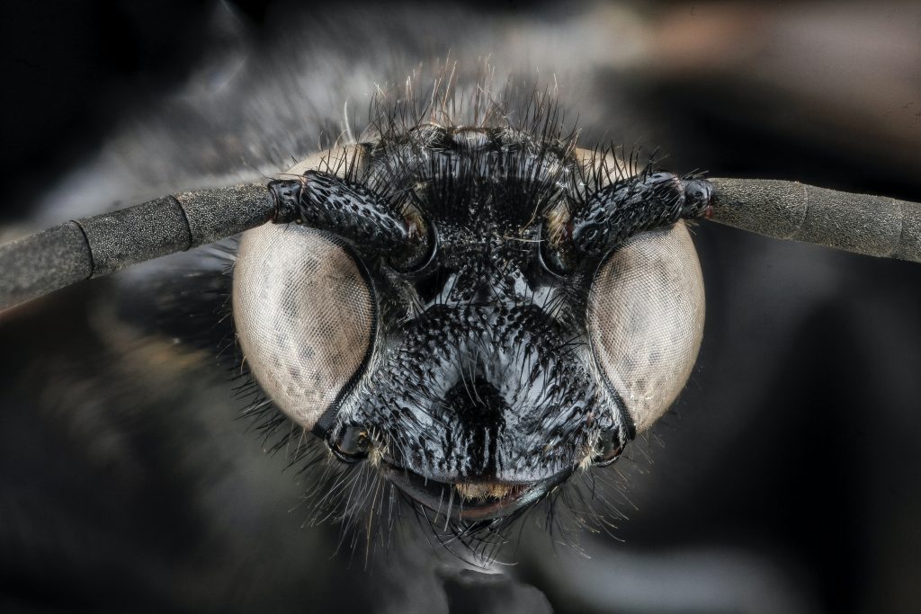 The Mike Pence fly