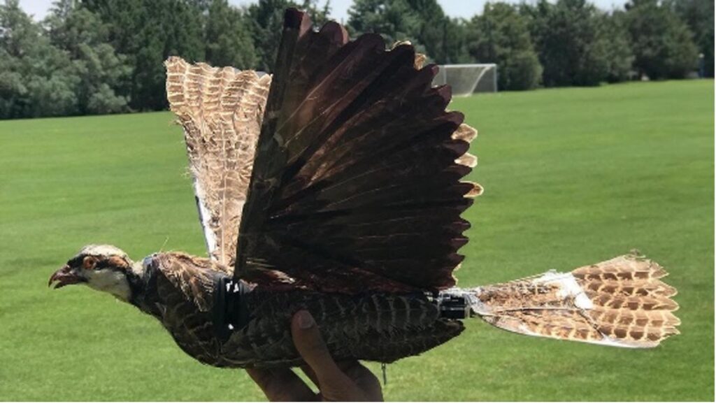 Fowl drones finally put taxidermy to good use