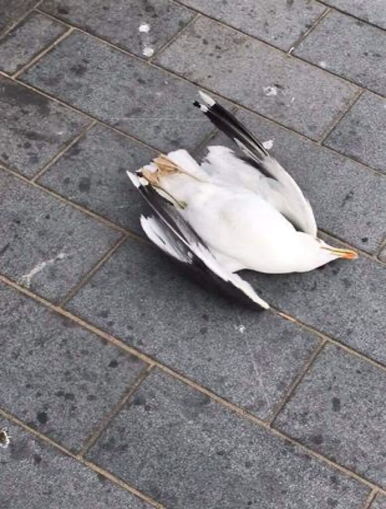 Lowestoft Seagull shot in the head was not Seagull 73