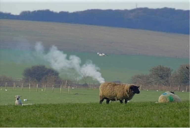 Suffolk’s steam-powered sheep gone in a puff of smoke