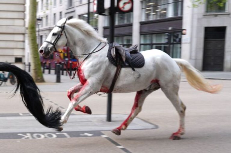 Horsepower of Ed Sheeran: Singer’s Music Sends Cavalry Horses Galloping in Panic!