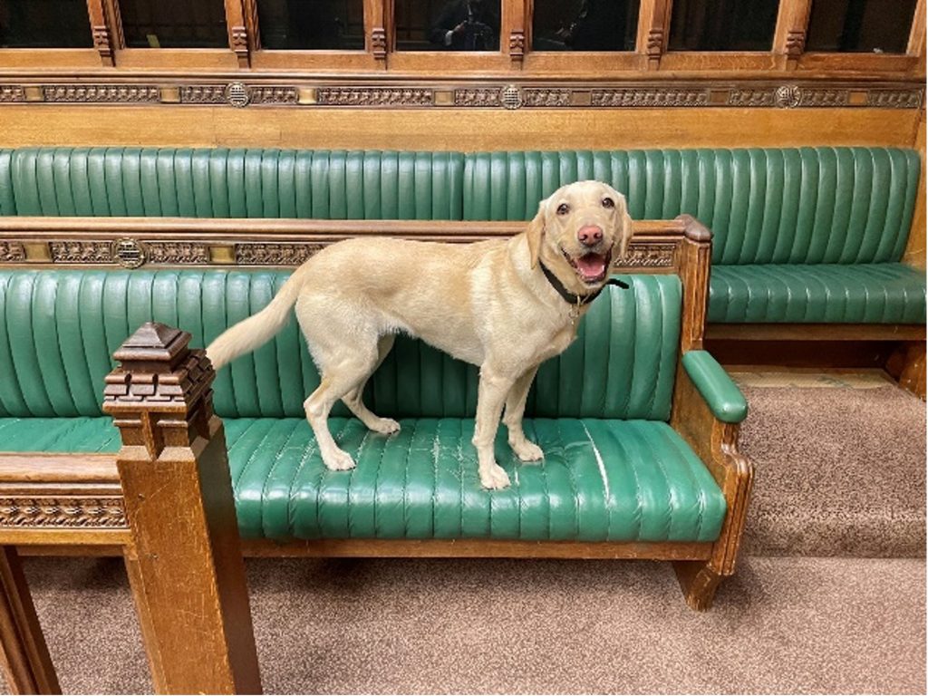 Commons sniffer dog awarded Canine OBE