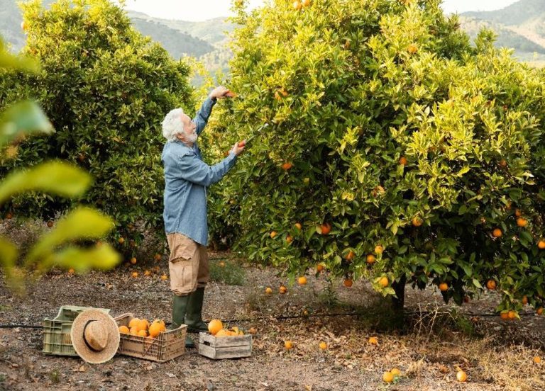 Beginner’s Guide for Planting Fruit Trees