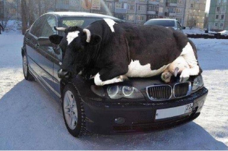 Cattle do it! Husbandman herds hoofed heifers on hood