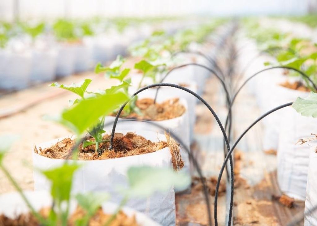 The Benefits of Drip Irrigation System