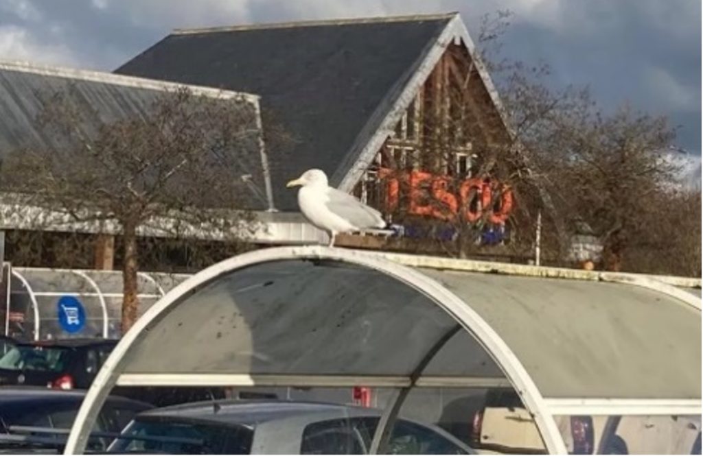 Is Lowestoft’s most famous seagull responsible for Welsh snack attack?