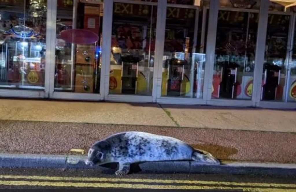 ‘Drunk’ seal pup enjoys Hemsby night life